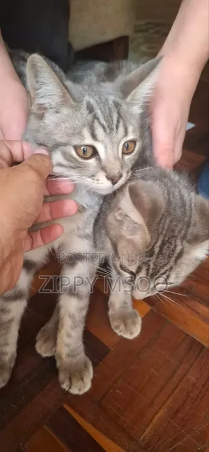3-6 months Male Mixed Breed Russian Blue