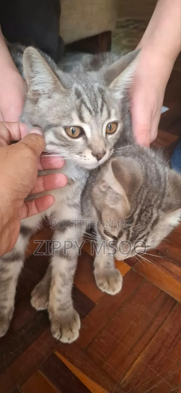 3-6 months Male Mixed Breed Russian Blue