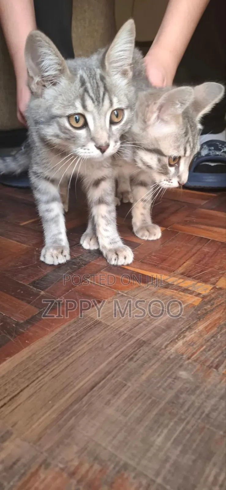 3-6 months Male Mixed Breed Russian Blue