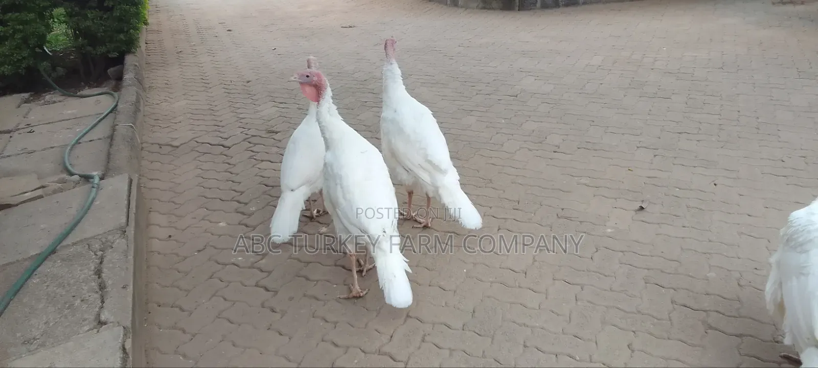 White Turkey Birds(Ornamental Birds)