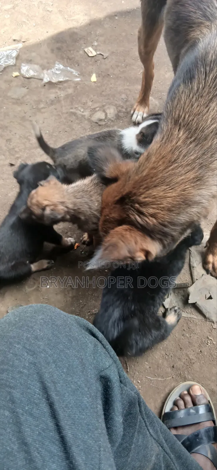 1-3 months Female Mixed Breed Basenji