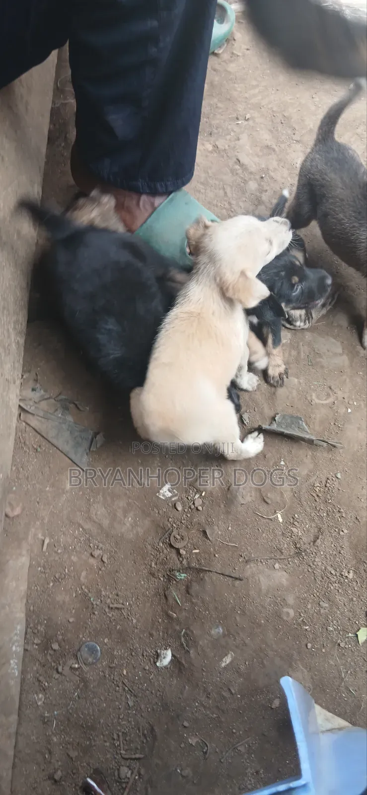 1-3 months Female Mixed Breed Basenji