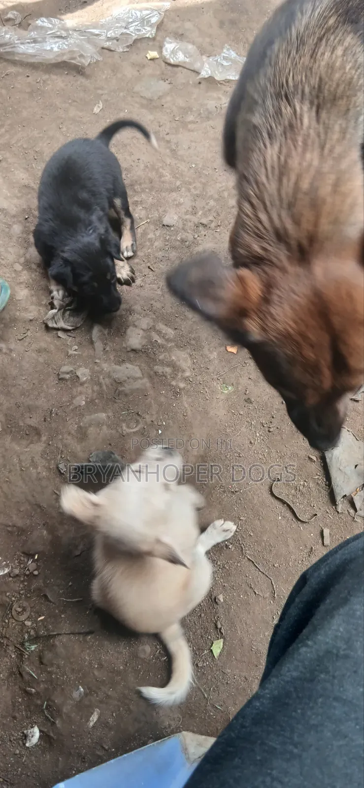 1-3 months Female Mixed Breed Basenji