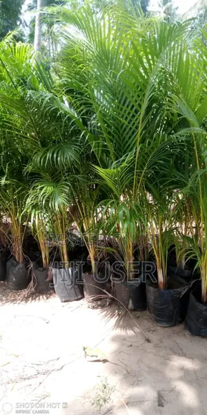 Small Golden Palm