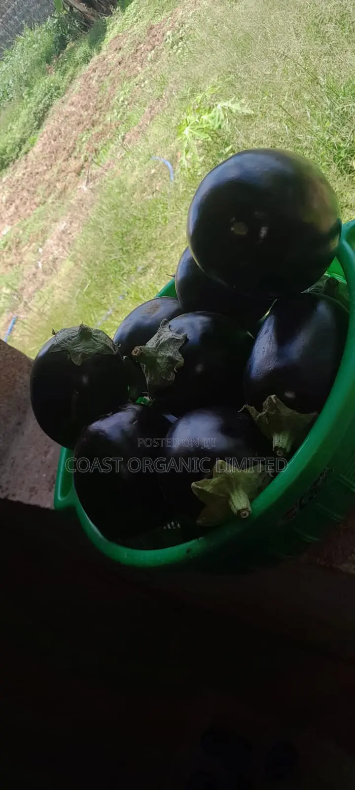 Eggplants(Biringanya) Per Kg