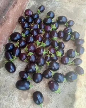 Eggplants(Biringanya) Per Kg