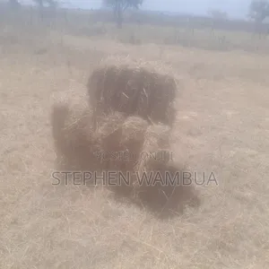Hay Grass for Sale