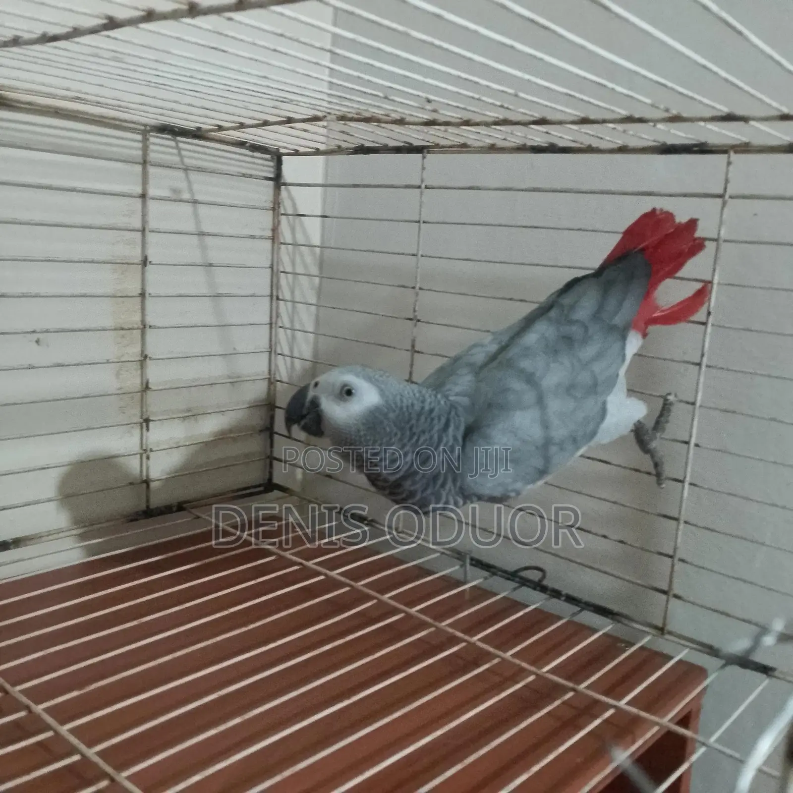 Animals Pets