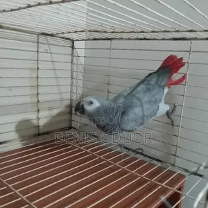 Animals Pets