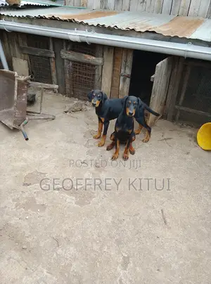 1-3 months Male Purebred Doberman Pinscher