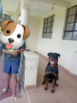 6-12 months Male Purebred Rottweiler