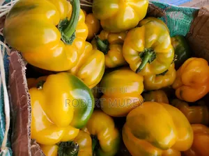 Food Groceries