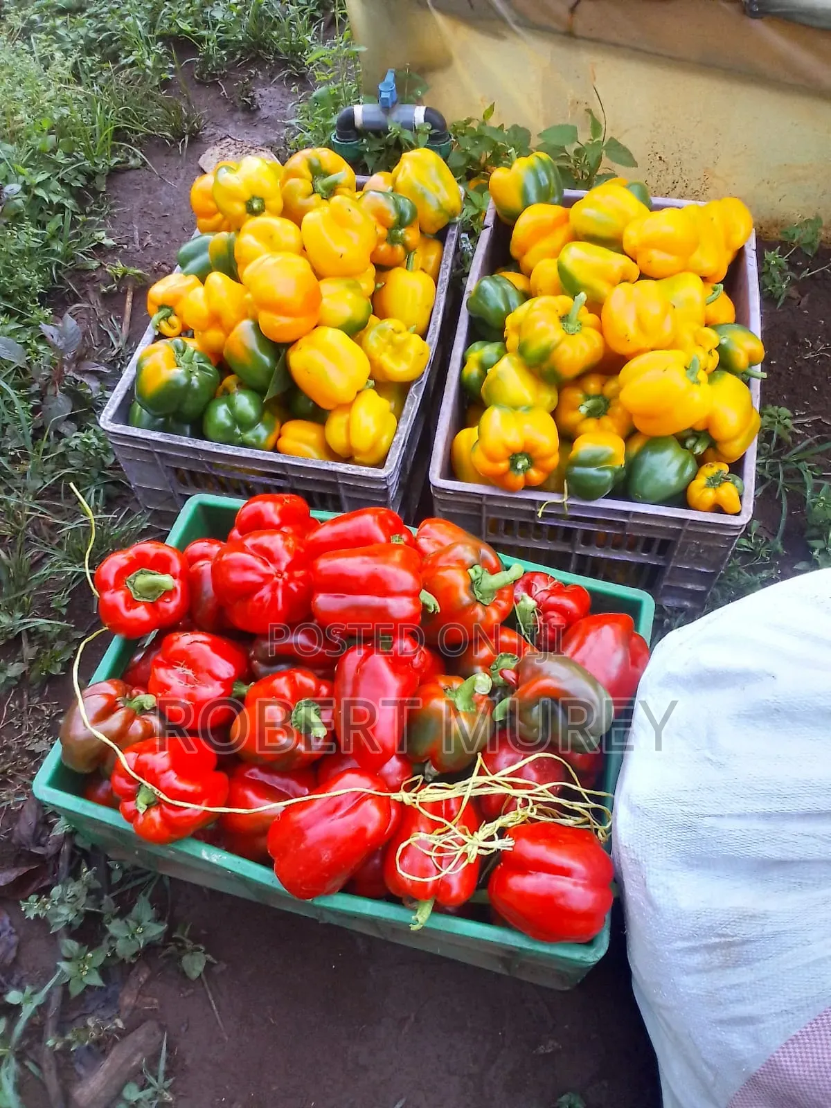 Food Groceries