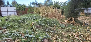 Full Plot for Sale in Kipkenyo Eldoret