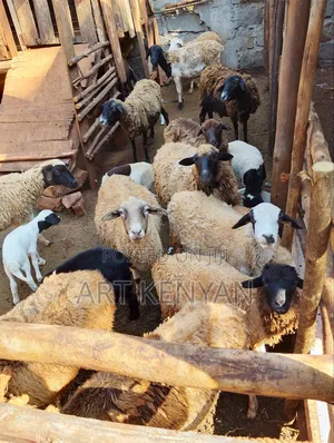 Sheep Sale