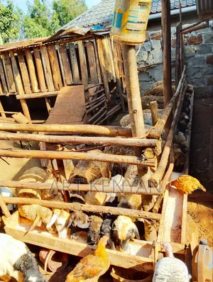 Sheep Sale