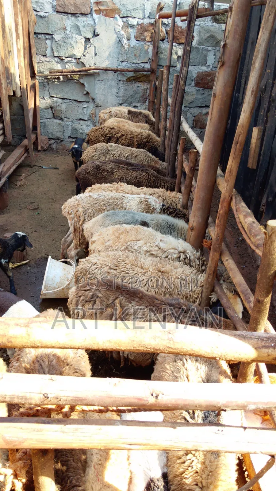 Sheep Sale