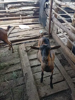 German Alpine for Sale at Umoja
