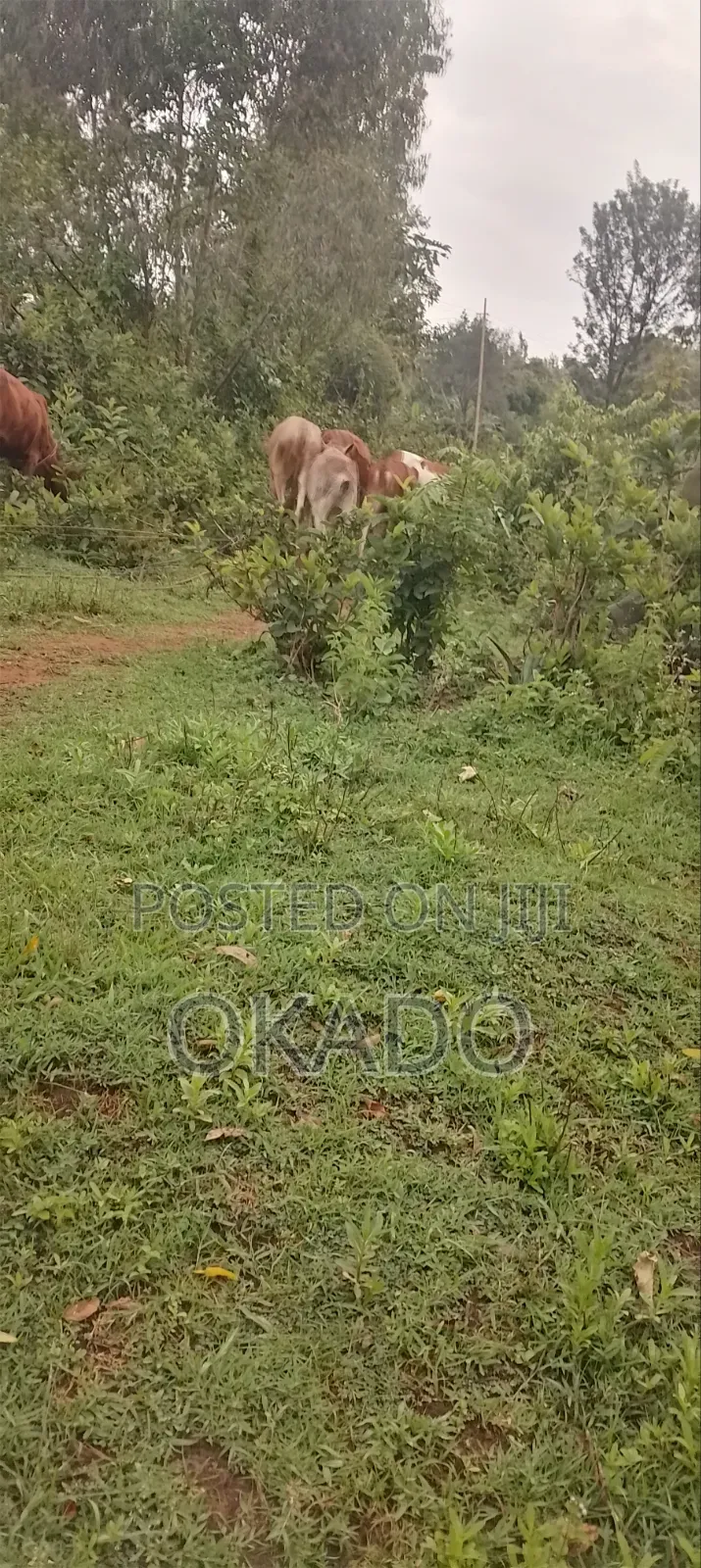 Land for Sell 1/2 Hecre