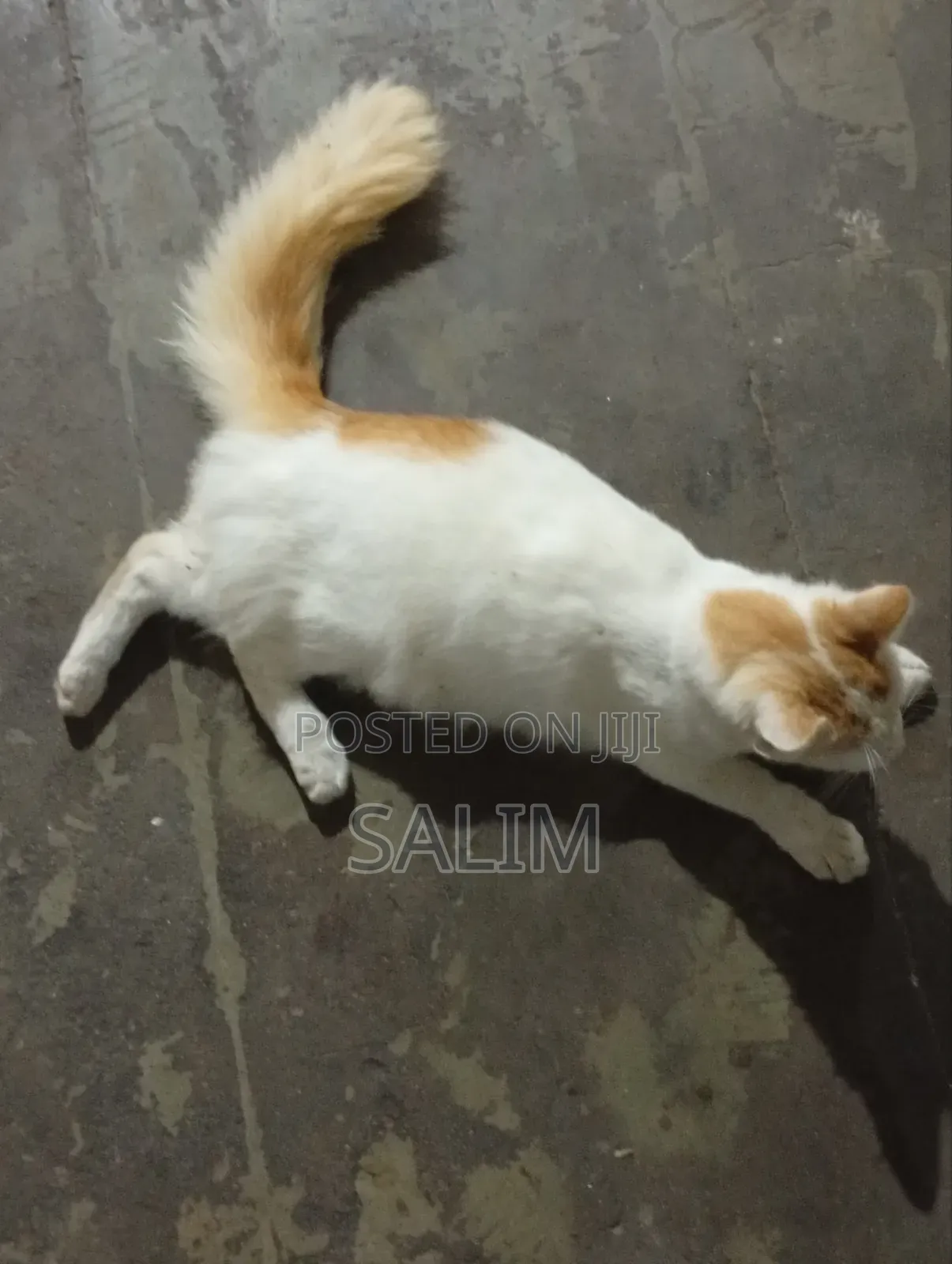 6-12 months Male Mixed Breed Cat