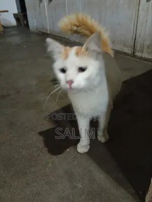 6-12 months Male Mixed Breed Cat