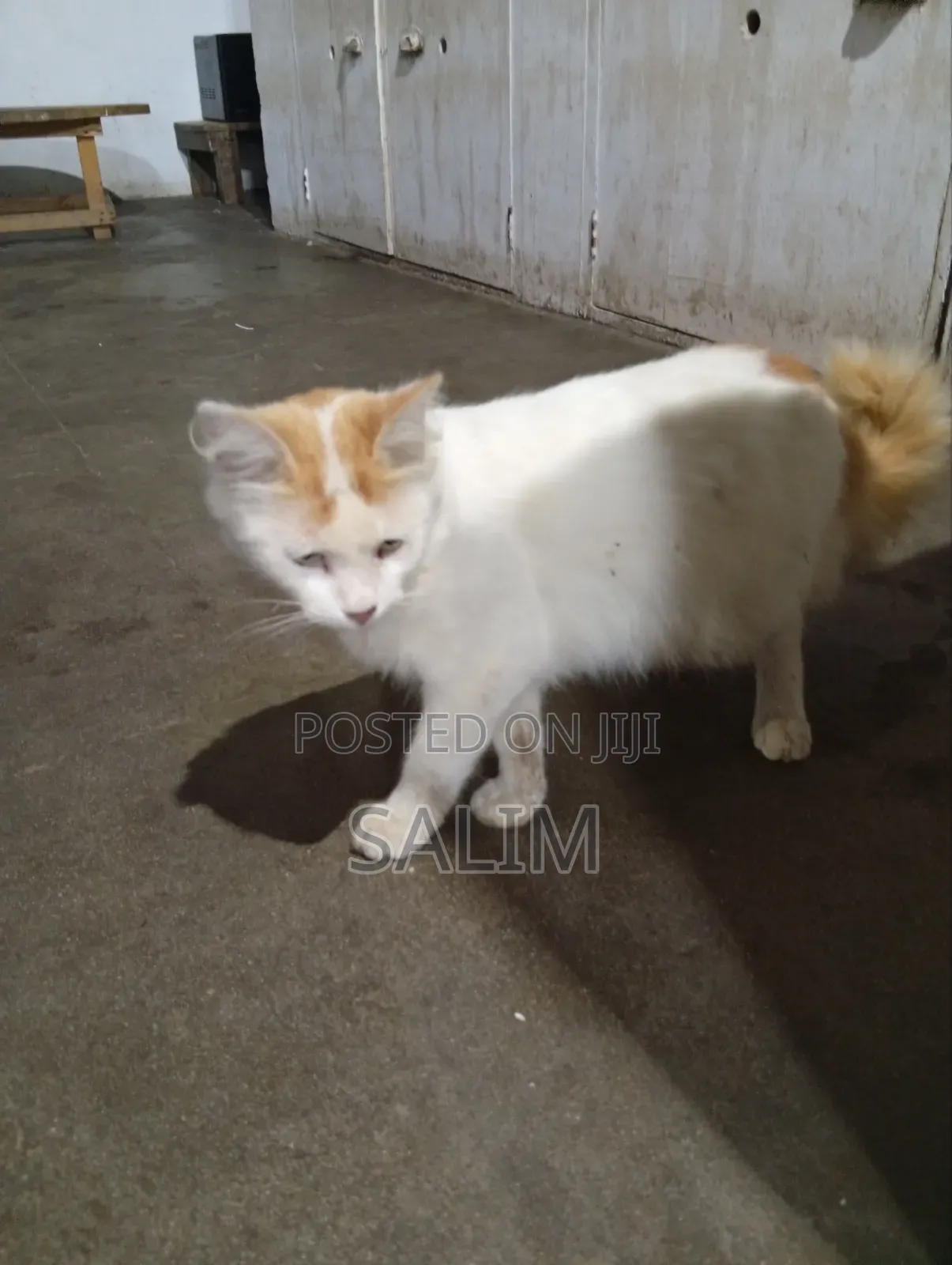 6-12 months Male Mixed Breed Cat