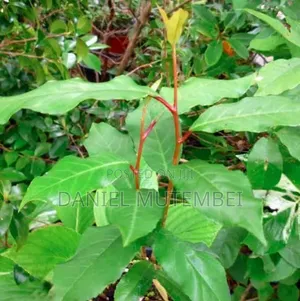 Prunus Africana Leaves Powder