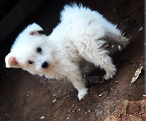 1-3 months Female Purebred Japanese Spitz