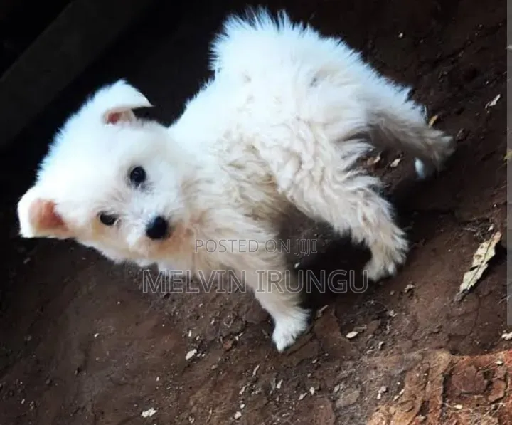 1-3 months Female Purebred Japanese Spitz