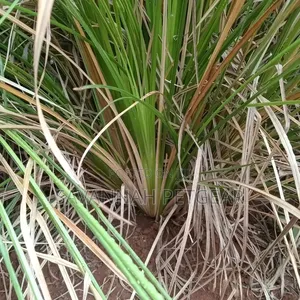 1000 Splits of Vetiver Grass for Controlling Soil Erosion