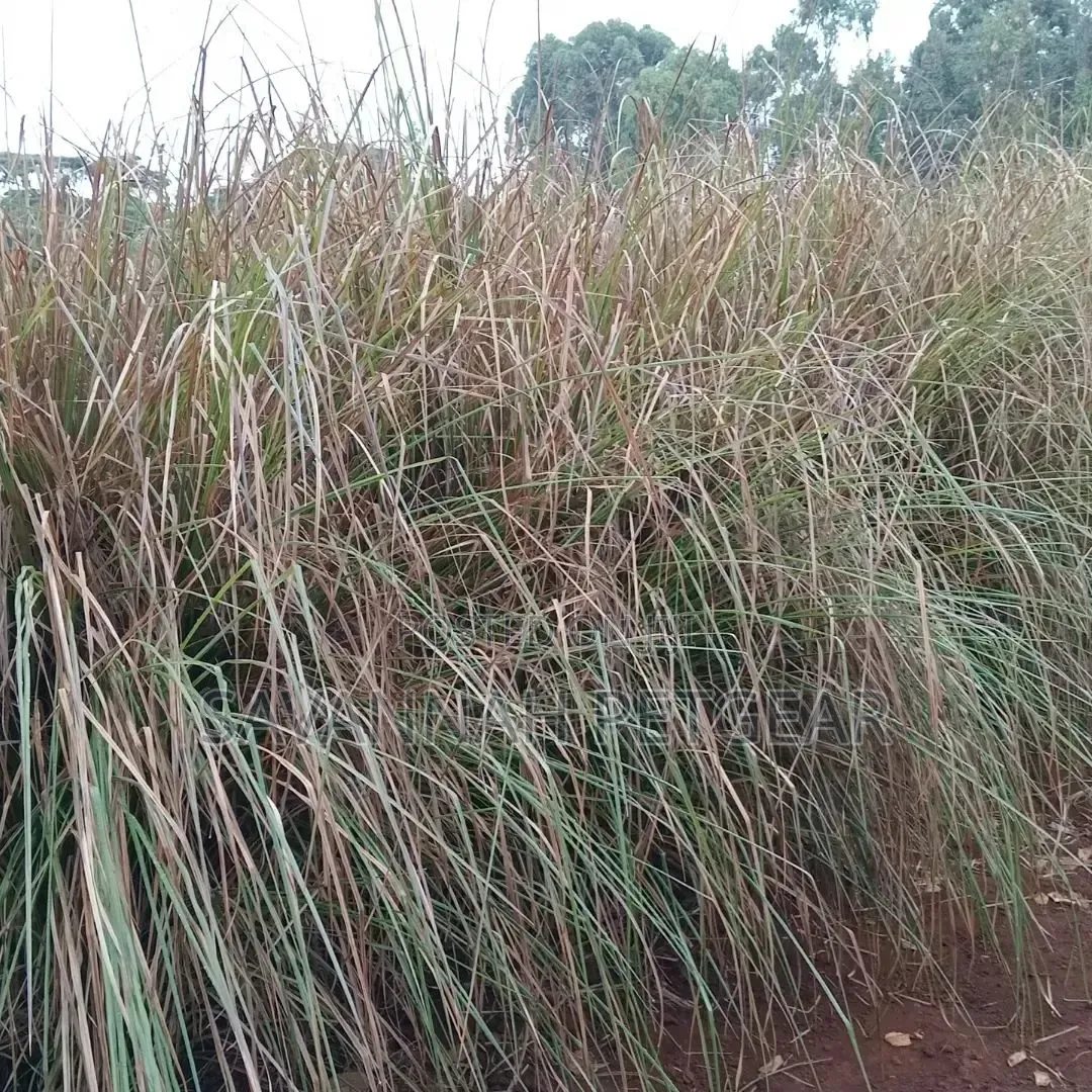 1000 Splits of Vetiver Grass for Controlling Soil Erosion
