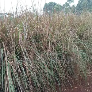 1000 Splits of Vetiver Grass for Controlling Soil Erosion