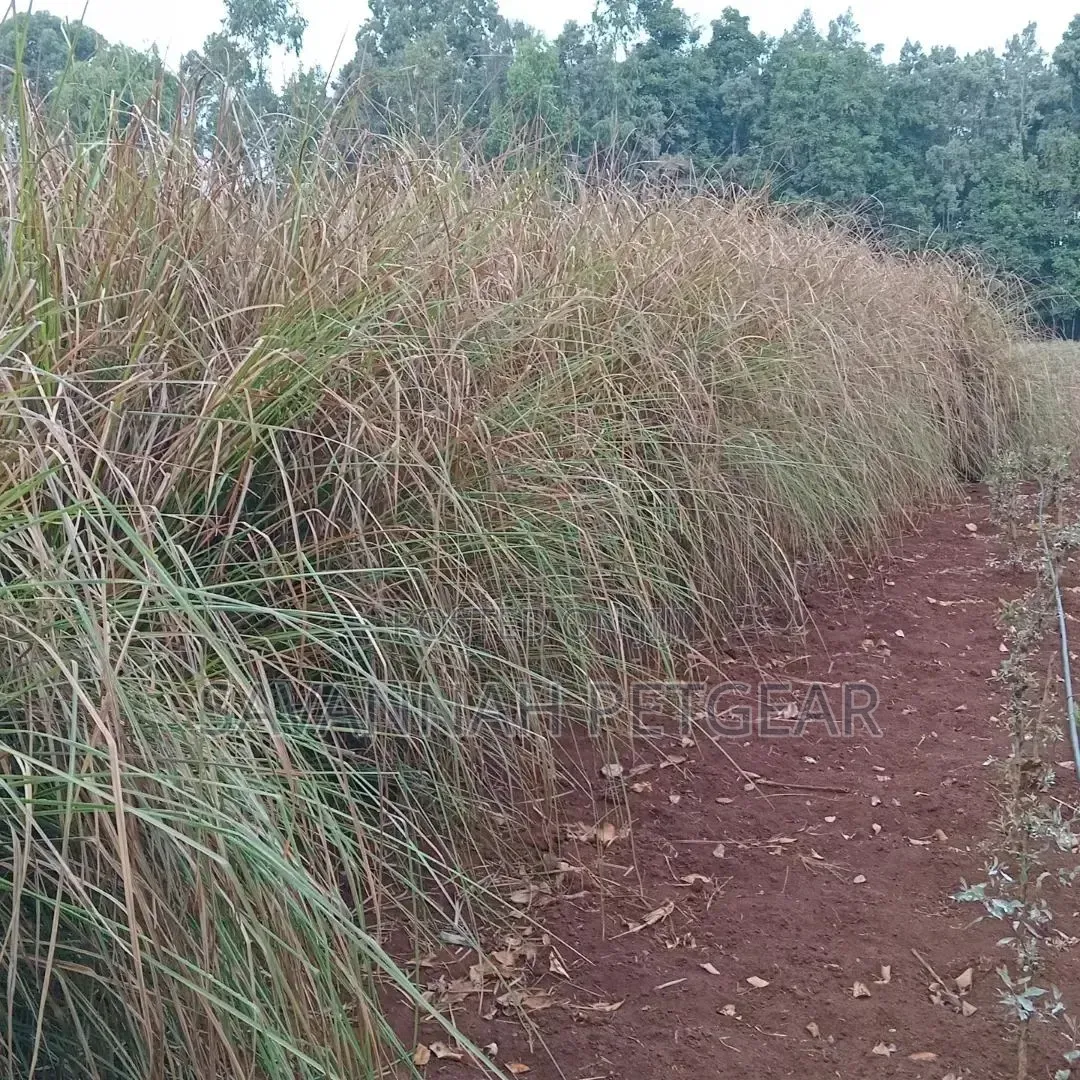 1000 Splits of Vetiver Grass for Controlling Soil Erosion