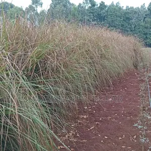 1000 Splits of Vetiver Grass for Controlling Soil Erosion