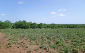 MALINDI GEDE AREA 1/2 at 5M 1 Acre at 12M Both Touchung Tarmack