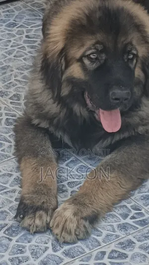 1-3 months Male Purebred Caucasian Shepherd
