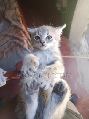 1-3 months Female Mixed Breed Persian