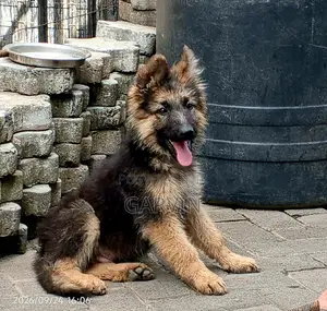 1-3 months Male Purebred German Shepherd