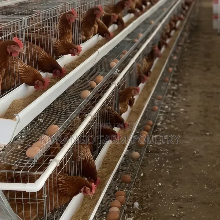 Chicken Cage