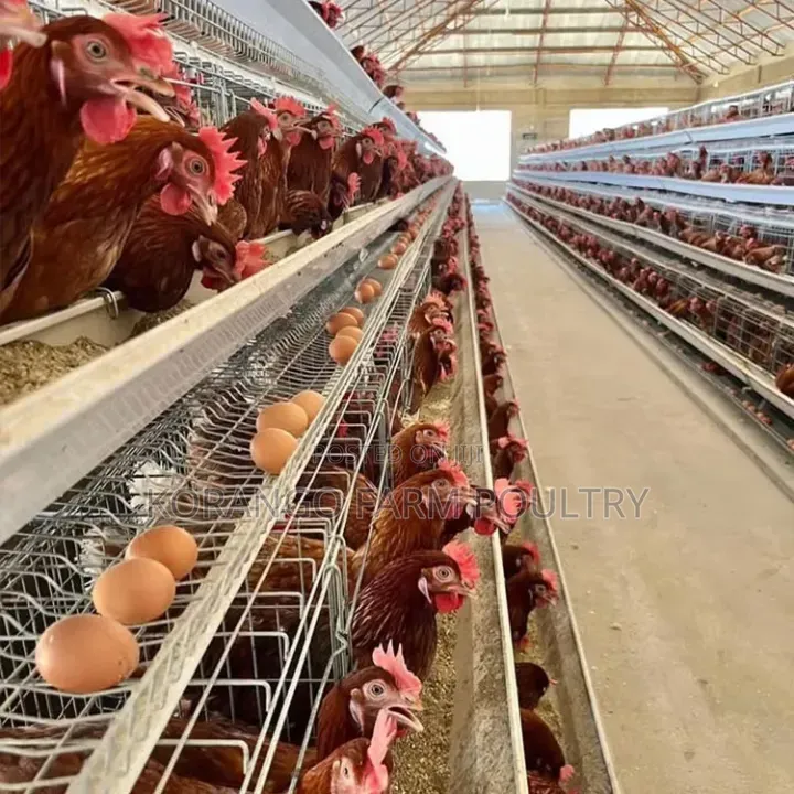 Chicken Cage