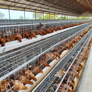 Chicken Cage