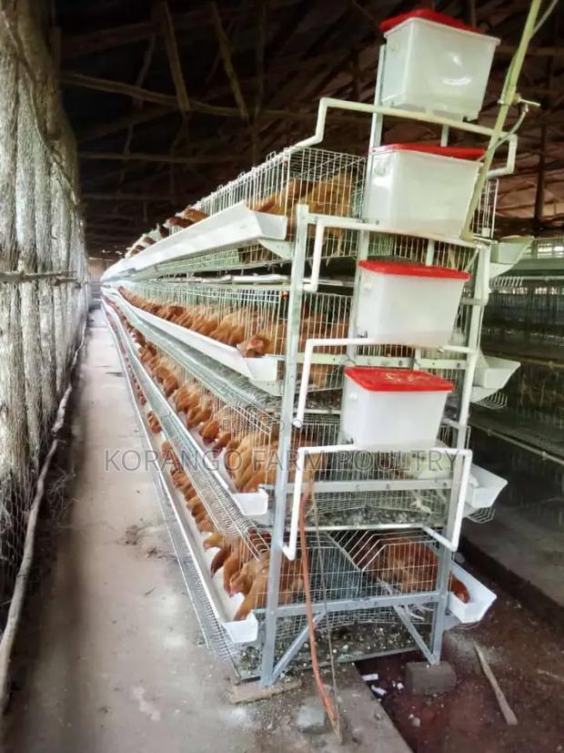 H Type Chicken Cage - main view