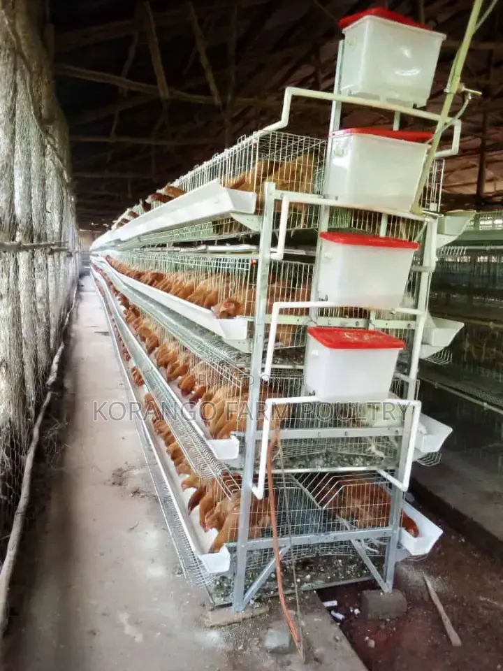 H Type Chicken Cage