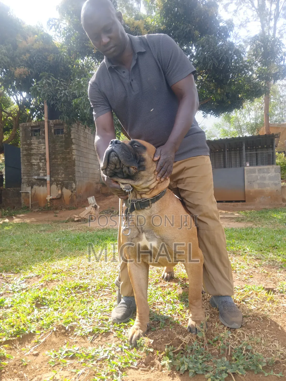 Vetcare Services Stud and Training