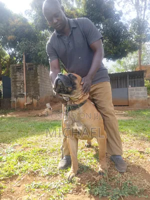 Vetcare Services Stud and Training