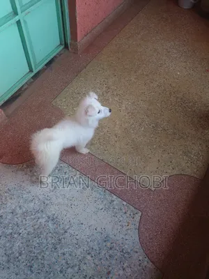 1-3 months Female Purebred Japanese Spitz