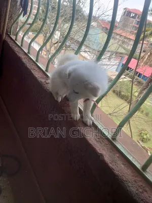 1-3 months Female Purebred Japanese Spitz
