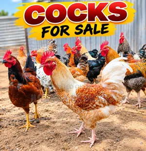 Pure Kienyeji Cocks for Sale