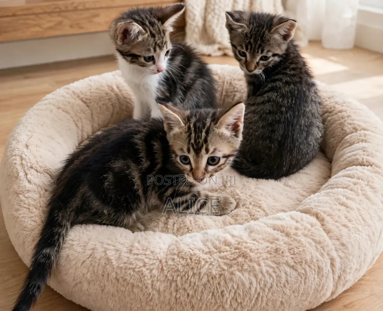 3-6 months Male Mixed Breed Tabby