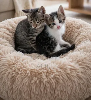 3-6 months Male Mixed Breed Tabby
